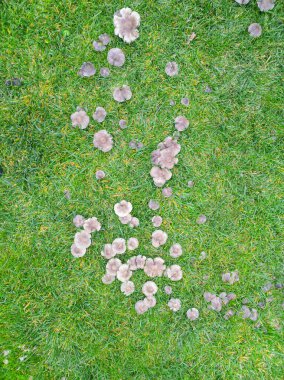 Çimlerde mantar hastalığı, kötü çimenler. Yeşil çimlerde mantar grubu.