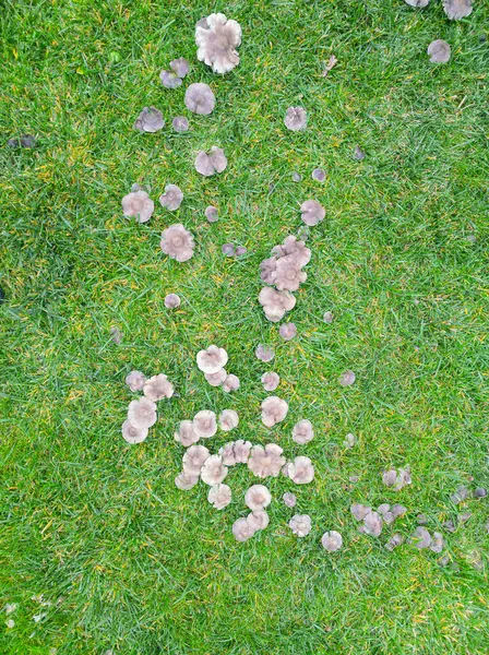 Çimlerde mantar hastalığı, kötü çimenler. Yeşil çimlerde mantar grubu.