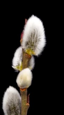 Siyah arka planda çiçek açan söğüt çiçekleri. Tükürük çiçeklerinin bahar zamanı