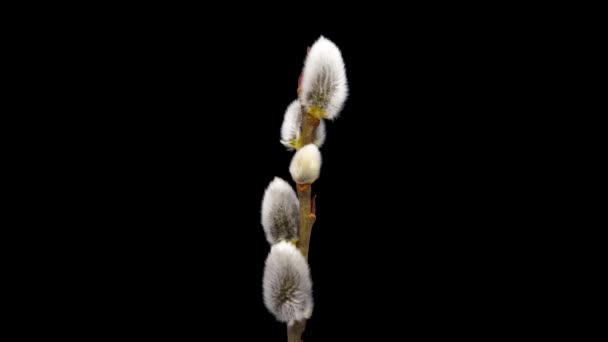 黒い背景に咲くウィローの花のタイムラップ サリックスの花の春のタイムラプス — ストック動画
