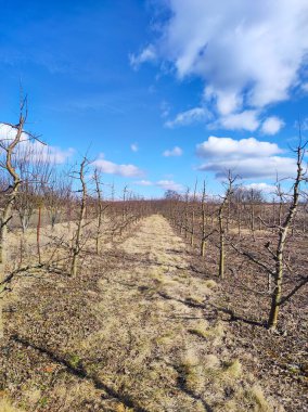 Pruned apple orchard in early spring. clipart