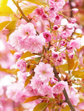 Parkta kiraz çiçekleri. İlkbahar çiçekleri sırasındaki seçici odak Sakura.