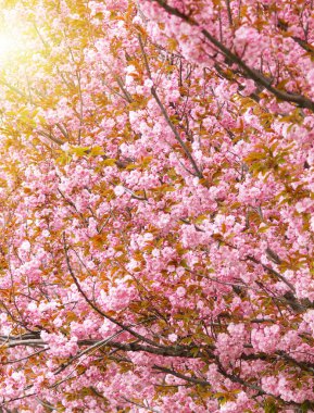 Pembe kiraz çiçekli ağaç. İlkbahar çiçekleri sırasındaki seçici odak Sakura.