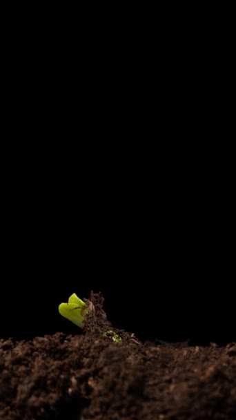 春に植物を育てる タイムラプス スプロット 新生児 クッカムバー グリーンシードリング — ストック動画