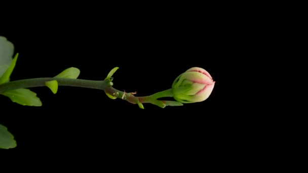 开放粉红石榴花的时间间隔 花在黑色的背景上开花 垂直镜头 — 图库视频影像