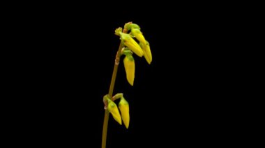 Sarı Forsythia çiçeğinin zaman aşımı. Flower Forsythia siyah arka planda çiçek açıyor
