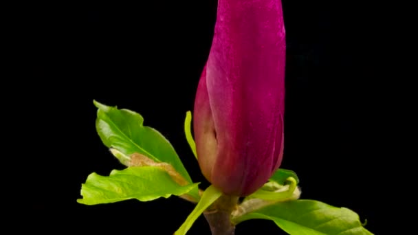 Czas Upadek Kwitnienia Magnolia Kwiaty Czarnym Tle — Wideo stockowe