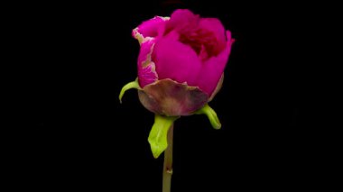 Siyah arkaplanda açan parlak kırmızı şakayık çiçeğinin zamanlaması