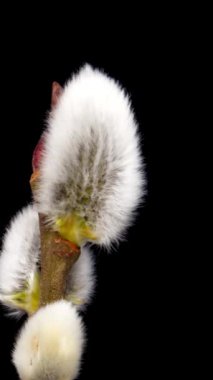 Siyah arka planda çiçek açan söğüt çiçekleri. Tükürük çiçeklerinin bahar zamanı.