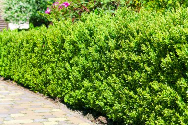 Güzel bir Boxwood çiti. Buxus bitkisi deseni. Yeşil doğal altyapının kusursuz dokusu. Seçici odak.