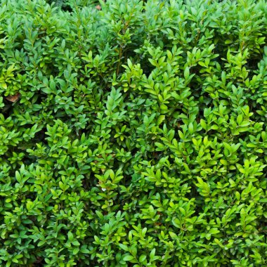 Güzel bir Boxwood çiti. Buxus bitkisi deseni. Yeşil doğal arkaplanın kusursuz dokusu