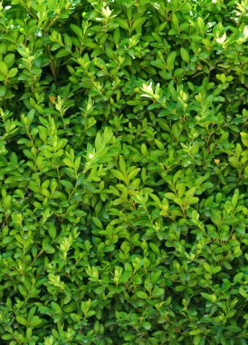 Güzel bir Boxwood çiti. Buxus bitkisi deseni. Yeşil doğal arkaplanın kusursuz dokusu