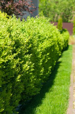 Güzel bir Boxwood çiti. Buxus bitkisi deseni. Yeşil doğal altyapının kusursuz dokusu. Seçici odak.