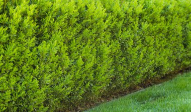 Güzel bir Boxwood çiti. Buxus bitkisi deseni. Yeşil doğal altyapının kusursuz dokusu. Seçici odak.