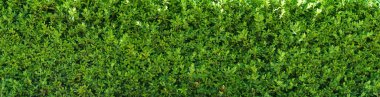 Güzel bir Boxwood çiti. Buxus bitkisinin panoramik görüntüsü. Yeşil doğal arkaplanın kusursuz dokusu