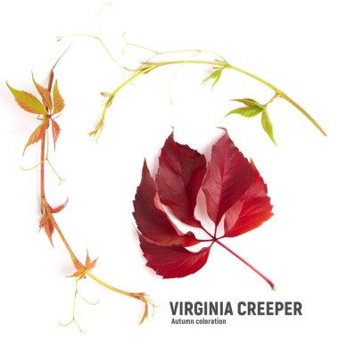 Bright autumn Virginia creeper leaves isolated on white.