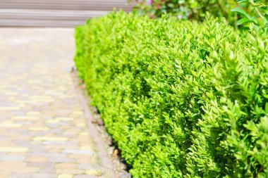 A beautiful hedge of Boxwood. Buxus plant pattern. Seamless texture of green natural background. Selective focus. clipart