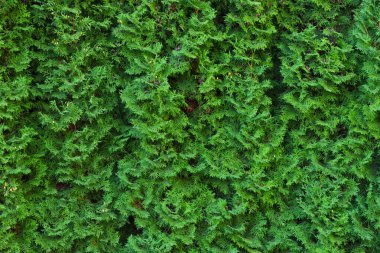 Güzel bir çit dolusu thuja ağacı. Thuja çiti. Yeşil doğal altyapının kusursuz dokusu. Thuja dokusu