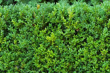 Güzel bir Boxwood çiti. Buxus bitkisi deseni. Yeşil doğal arkaplanın kusursuz dokusu