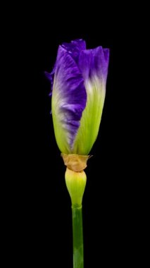 Büyüyen mavi iris çiçeğinin hızlandırılmış hali. Siyah arka planda açan bahar çiçeği.