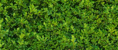 Güzel bir Boxwood çiti. Buxus bitkisi deseni. Yeşil doğal arkaplanın kusursuz dokusu