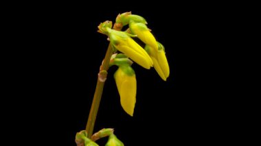 Sarı Forsythia çiçeğinin zaman aşımı. Flower Forsythia siyah arka planda çiçek açıyor