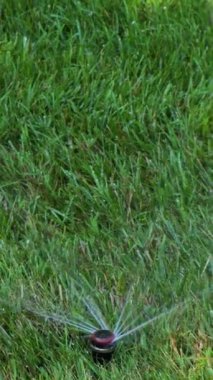 Dikey video. Bahçe sulama fıskiyesi sulama çimenleri