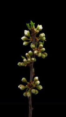 Siyah arka planda çiçek açan eriğin zaman aralığı. Kiraz çiçeklerinin ilkbahar zamanı.