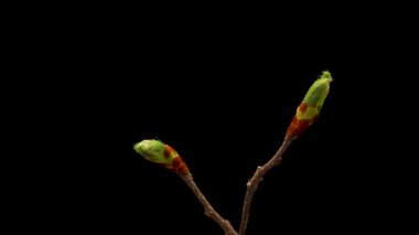 Yaprakların siyah arkaplanda açılması zaman aşımı. Dalda Yaprakların Bahar Zamanı.