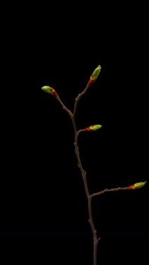 Yaprakların siyah arkaplanda açılması zaman aşımı. Dalda Yaprakların Bahar Zamanı.