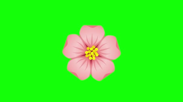 Animation One Isolated Pink Sakura Flower Blooming Motion Element Green — Video Stock
