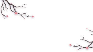 Sakura çiçek dalı beyaz arka planda izole edilmiş. Kadınlar Günü, Sevgililer Günü, Anneler Günü ve Düğün Günü için hareketli görüntüler