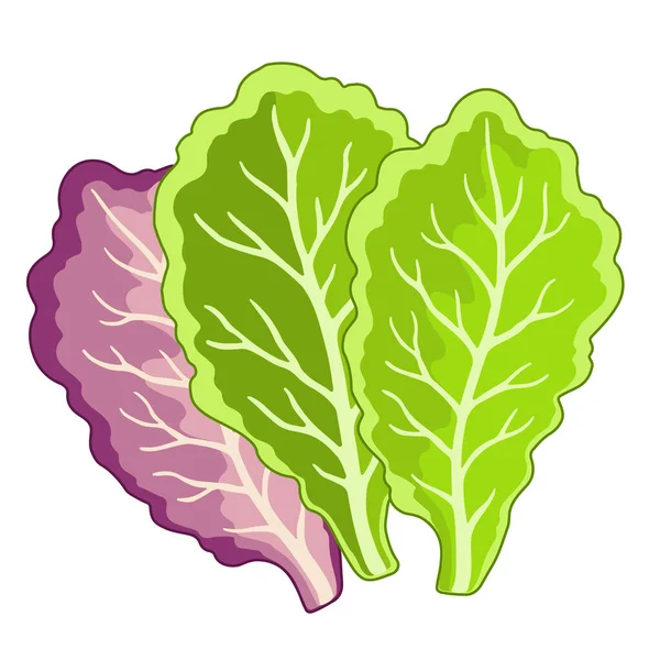 Vector Illustration Von Salatblättern Flachem Stil Isoliert Auf Weißem Hintergrund — Stockvektor