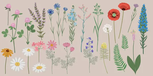 Handgezeichnete Vektorillustration Eine Reihe Isolierter Sommerwildblumen Blütenwiese — Stockvektor