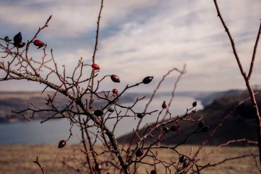 Nehir kenarındaki nehir suyu insanları Ukrayna Ukrayna bozkır bozkır ağaçları su kuşunun yakınındaki su kuşunun yukarısındaki su karısındaki insanlar bozkırdaki adamlar su çimenleri arka planındaki arka planda