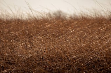 Nehir kenarındaki nehir suyu insanları Ukrayna Ukrayna bozkır bozkır ağaçları su kuşunun yakınındaki su kuşunun yukarısındaki su karısındaki insanlar bozkırdaki adamlar su çimenleri arka planındaki arka planda