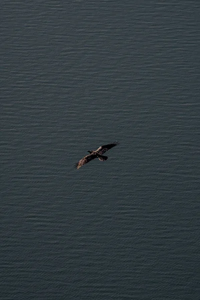 Nehir kenarındaki nehir suyu insanları Ukrayna Ukrayna bozkır bozkır ağaçları su kuşunun yakınındaki su kuşunun yukarısındaki su karısındaki insanlar bozkırdaki adamlar su çimenleri arka planındaki arka planda