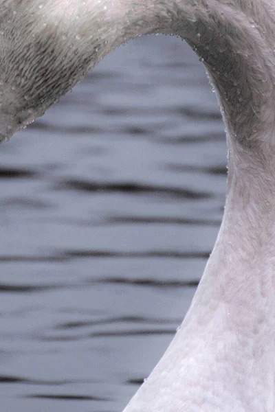 Weißer Schwan Vogel Weißer Vogel Weißer Vogel Schwan Wasser Langer — Stockfoto