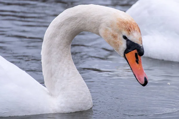 stock image white swan, bird, water white bird, white bird, swan, water, long neck, birds in the water