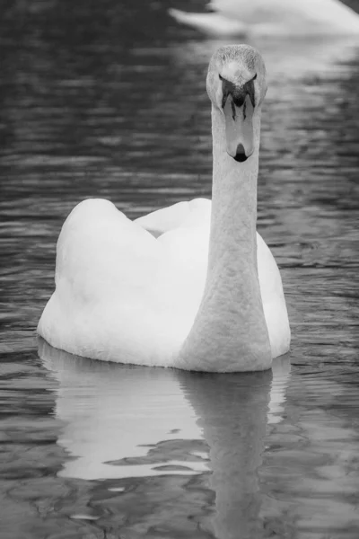 Swan Lake — Stock Photo, Image