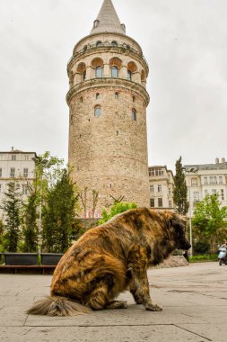 kedi, İstanbul, gemi zili, balıklı martı kuşu, Akdeniz, Galata Kulesi, Altın Boynuz, horozlu kız, deniz, arka plan, bayrak, Türk bayrağı, siyahlı kadınlar, sokak draması, sokaktaki korku, Müslüman kadın