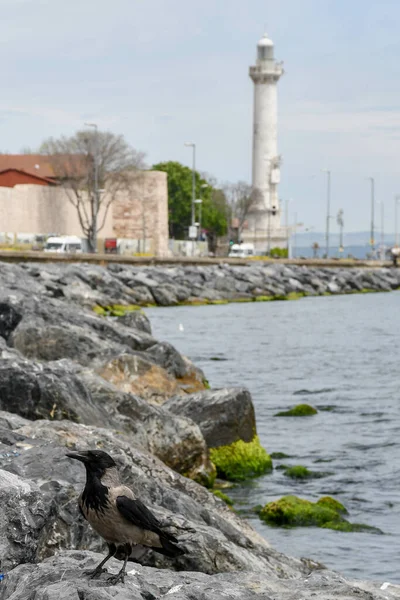 kedi, İstanbul, gemi zili, balıklı martı kuşu, Akdeniz, Galata Kulesi, Altın Boynuz, horozlu kız, deniz, arka plan, bayrak, Türk bayrağı, siyahlı kadınlar, sokak draması, sokaktaki korku, Müslüman kadın