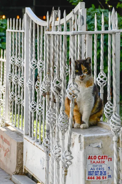 Kot Stambuł Statek Dzwon Statku Mewa Rybami Morze Śródziemne Wieża — Zdjęcie stockowe