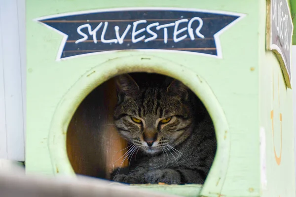 kedi, İstanbul, gemi zili, balıklı martı kuşu, Akdeniz, Galata Kulesi, Altın Boynuz, horozlu kız, deniz, arka plan, bayrak, Türk bayrağı, siyahlı kadınlar, sokak draması, sokaktaki korku, Müslüman kadın