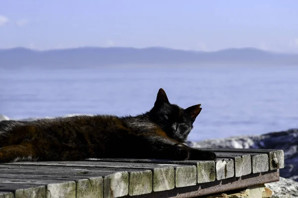 kedi, İstanbul, gemi zili, balıklı martı kuşu, Akdeniz, Galata Kulesi, Altın Boynuz, horozlu kız, deniz, arka plan, bayrak, Türk bayrağı, siyahlı kadınlar, sokak draması, sokaktaki korku, Müslüman kadın