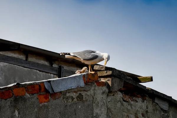 kedi, İstanbul, gemi zili, balıklı martı kuşu, Akdeniz, Galata Kulesi, Altın Boynuz, horozlu kız, deniz, arka plan, bayrak, Türk bayrağı, siyahlı kadınlar, sokak draması, sokaktaki korku, Müslüman kadın