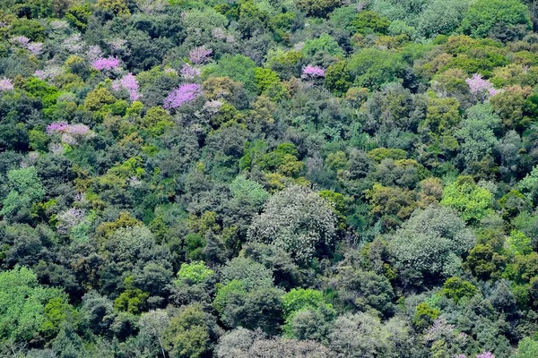 kedi, İstanbul, gemi zili, balıklı martı kuşu, Akdeniz, Galata Kulesi, Altın Boynuz, horozlu kız, deniz, arka plan, bayrak, Türk bayrağı, siyahlı kadınlar, sokak draması, sokaktaki korku, Müslüman kadın