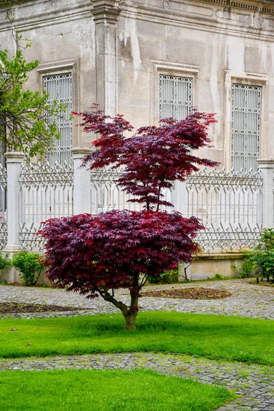 kedi, İstanbul, gemi zili, balıklı martı kuşu, Akdeniz, Galata Kulesi, Altın Boynuz, horozlu kız, deniz, arka plan, bayrak, Türk bayrağı, siyahlı kadınlar, sokak draması, sokaktaki korku, Müslüman kadın