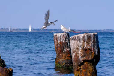 Odessa, deniz, kuşlar, karabatak, martı, deniz kızı, köpek, sokak, kedi, kedi, köpek, köpek, hırsızlar, Ukrayna, sahil, Odessa sokakları, sokak fotoğrafı, bar, bardak, liman, kum, kız, oğlan ve kız, kız bir barda.