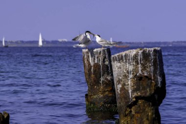 Odessa, deniz, kuşlar, karabatak, martı, deniz kızı, köpek, sokak, kedi, kedi, köpek, köpek, hırsızlar, Ukrayna, sahil, Odessa sokakları, sokak fotoğrafı, bar, bardak, liman, kum, kız, oğlan ve kız, kız bir barda.